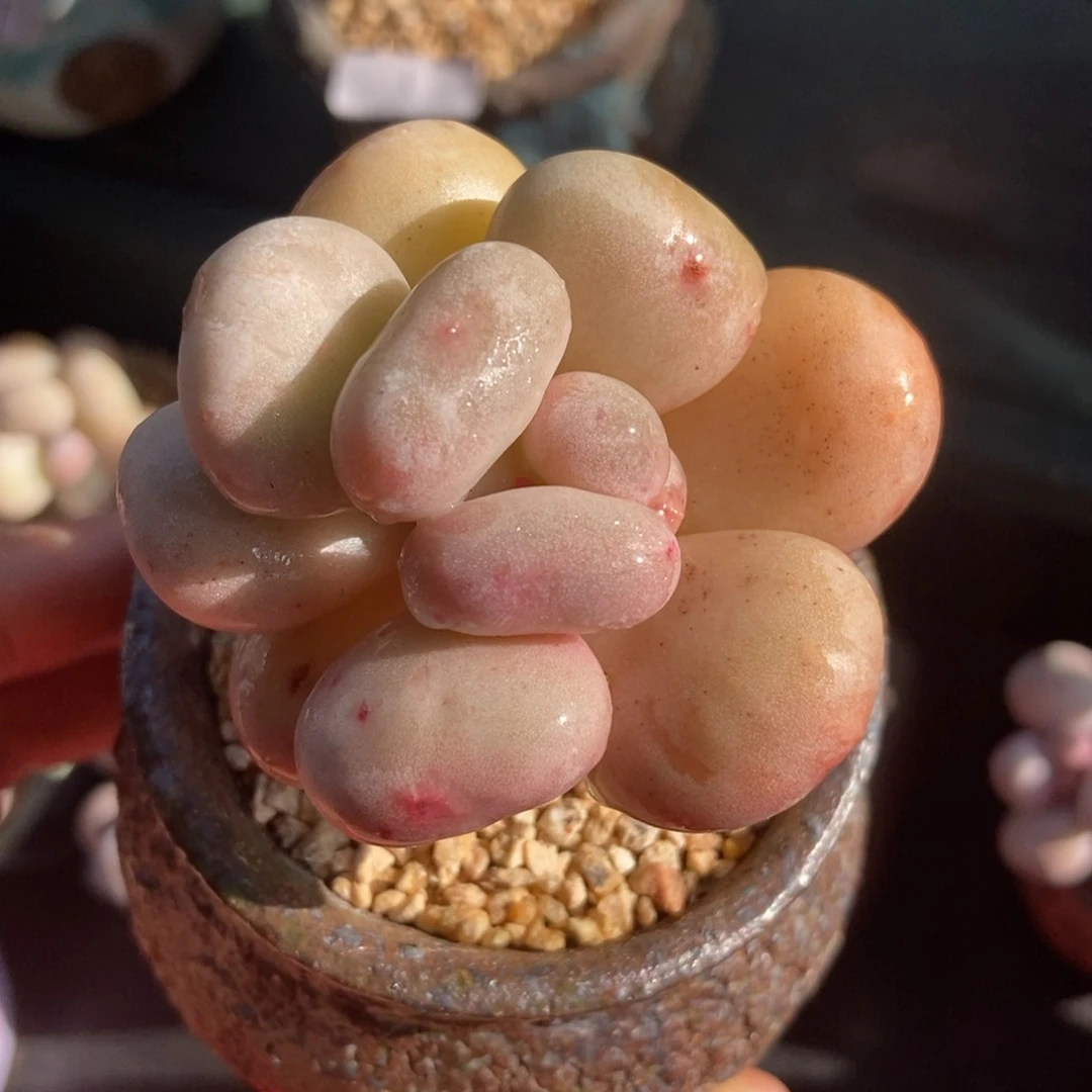 爱多肉油煎丸子专拍