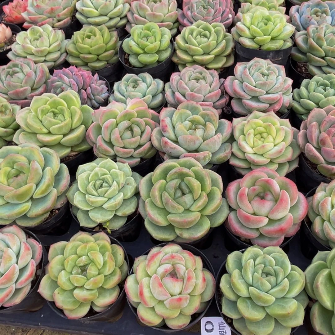 s***k015的人了还不知道什么