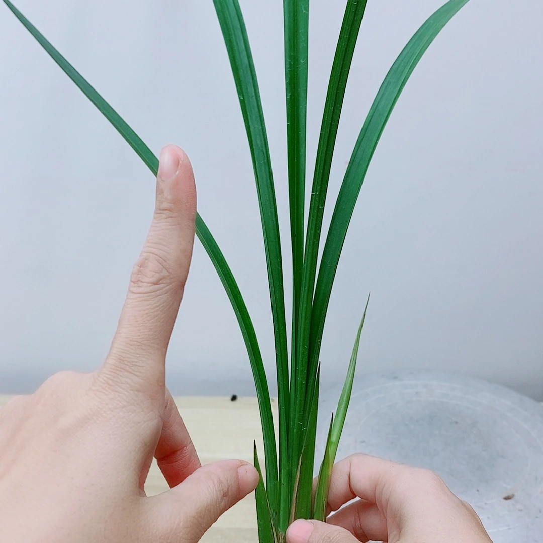 当前无花栽培后可以开花雪