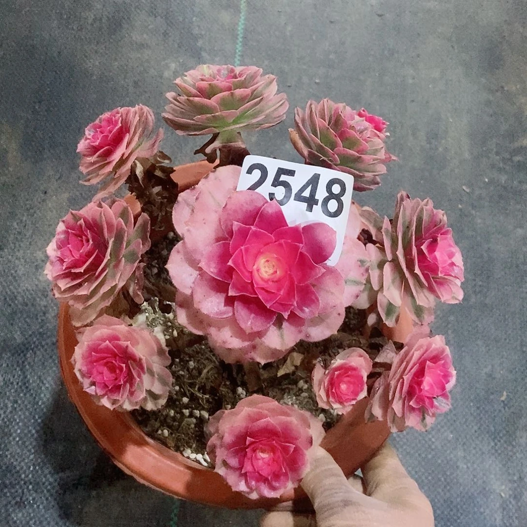 红陶2548倾城精空冠17