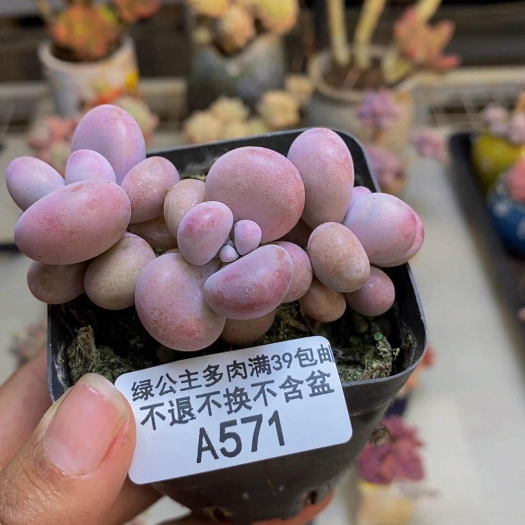 571腰子桃蛋多肉5c m