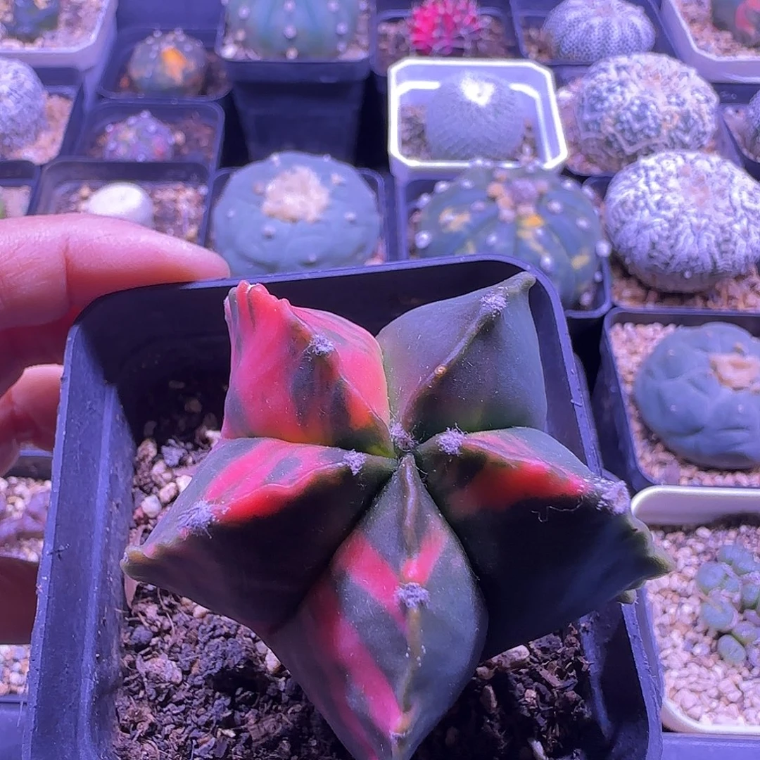 鸾凤玉锦实生开花仙人球