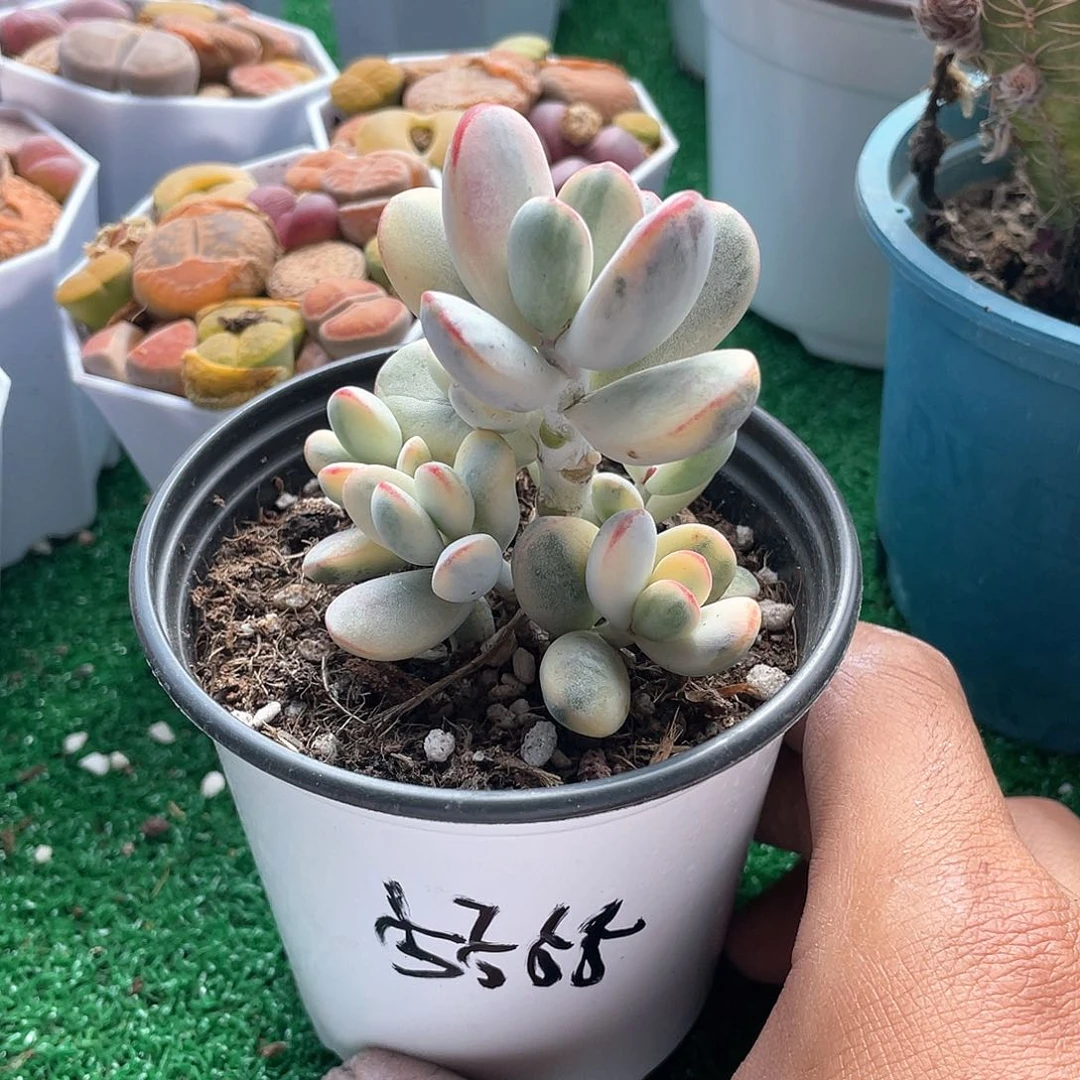 姚**行乒乓福娘锦小群带盆发货