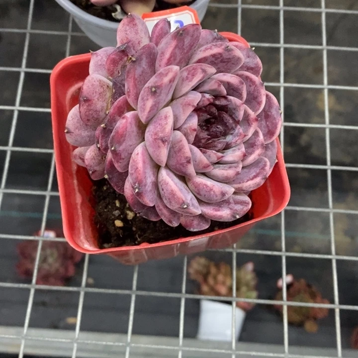 白*梦一物一拍天鹅绒多肉57