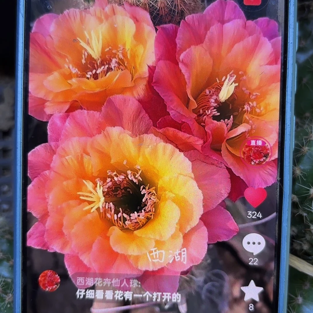 就妞时光无根侧牙10左右42