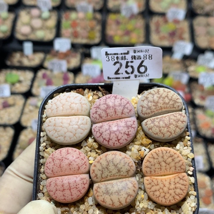 zzz好喜欢这个啊256