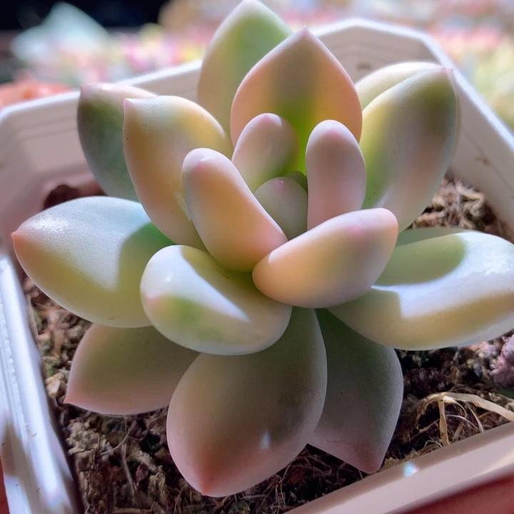 新香水覆轮锦有根