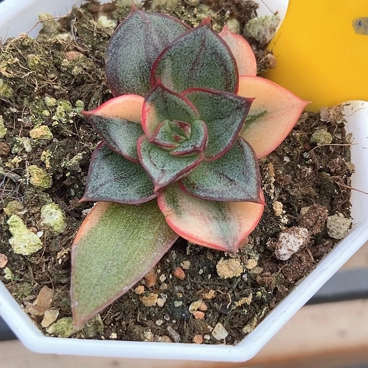 多肉植物麒麟座锦631
