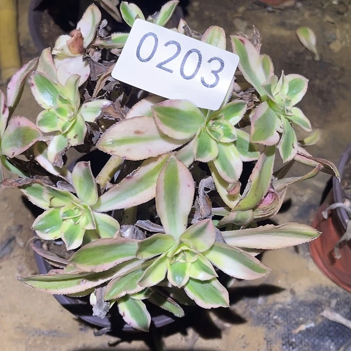 多肉植物法师203燕姿锦