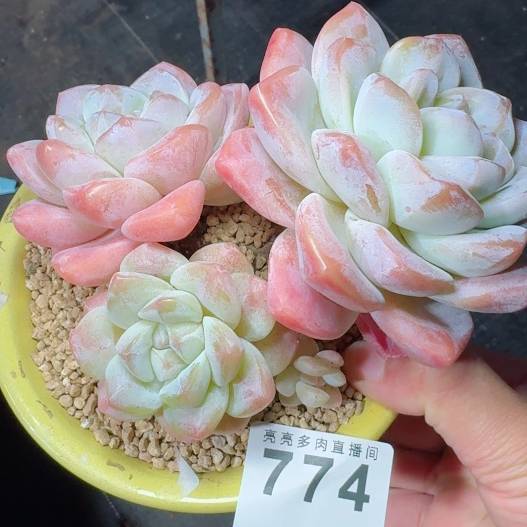 老桩冰玉      愿你一路坦途，乘风破浪展宏图