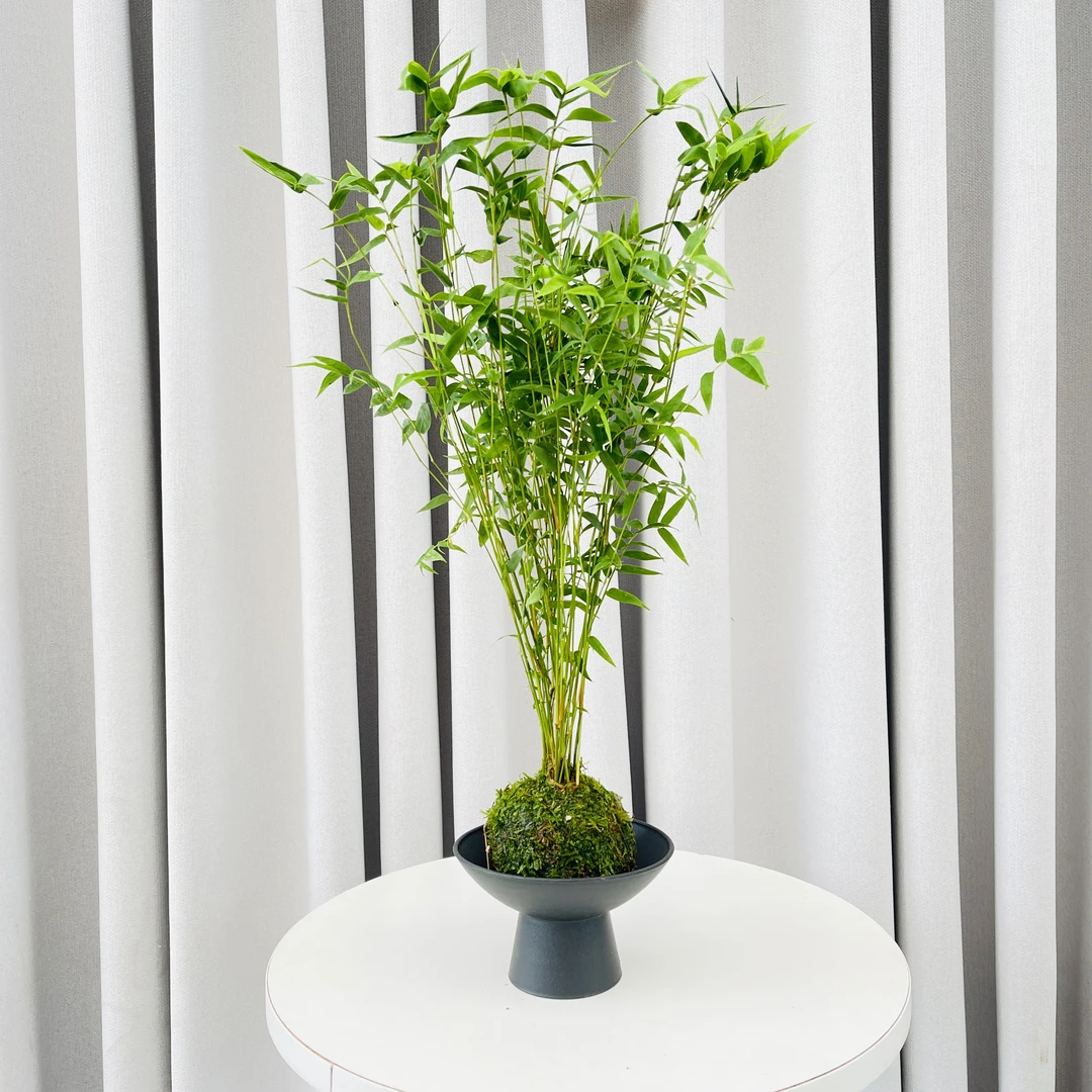 水培苔藓球米竹盆栽好养室内微盆栽竹子栽景禅意茶室雅室桌面绿植