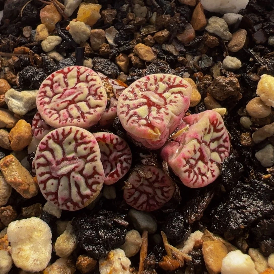 085多肉植物种类多样