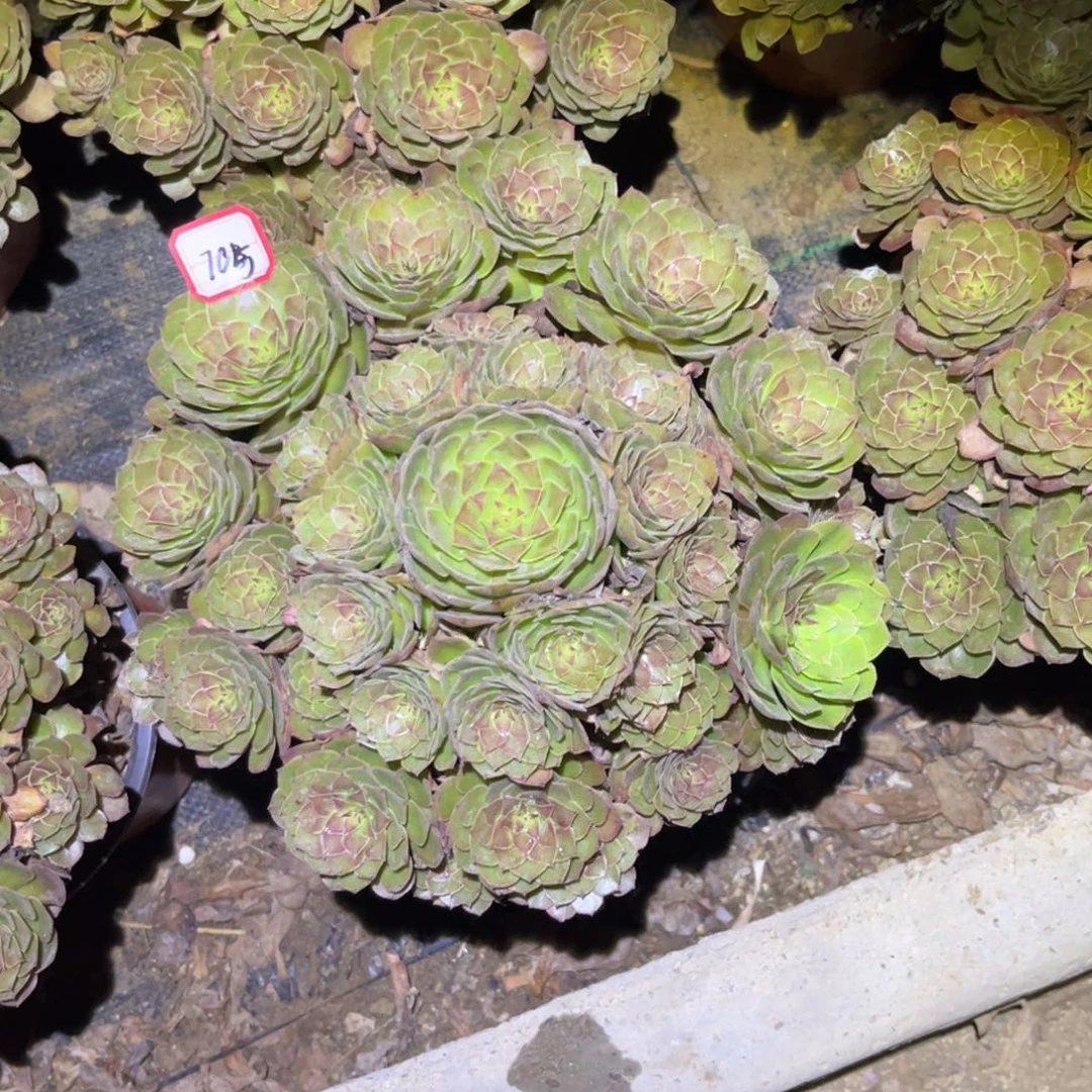 705多肉植物红魔法师