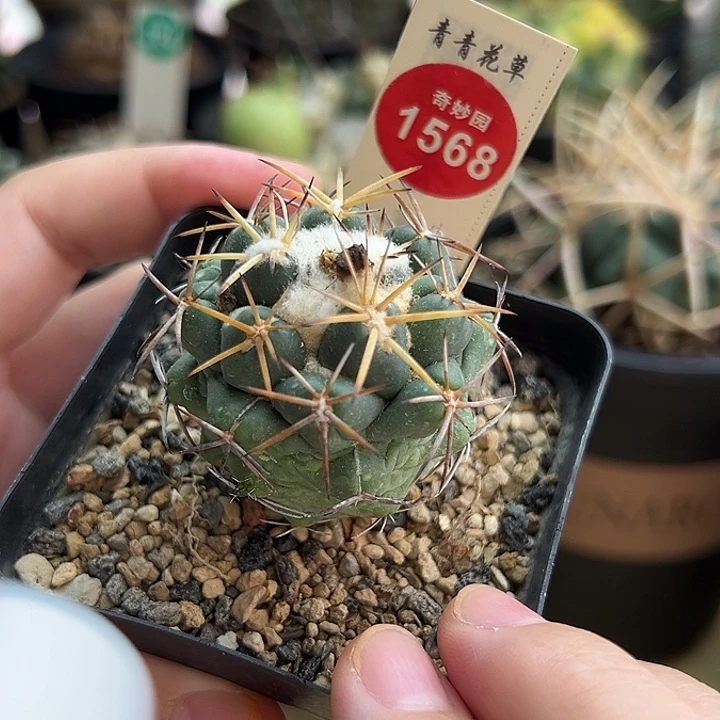 实生雪顶天司象牙4.1cm有雀斑