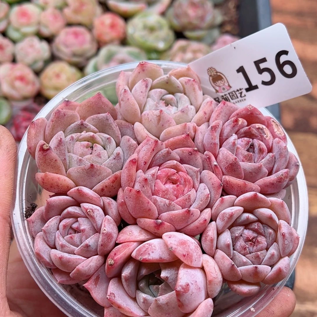 多肉植物多肉植物