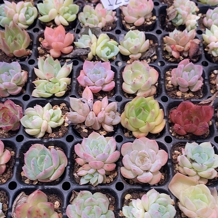 123 多肉植物盆栽花卉植物