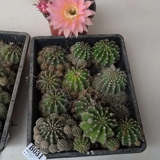 当前无花栽培后可以开花031