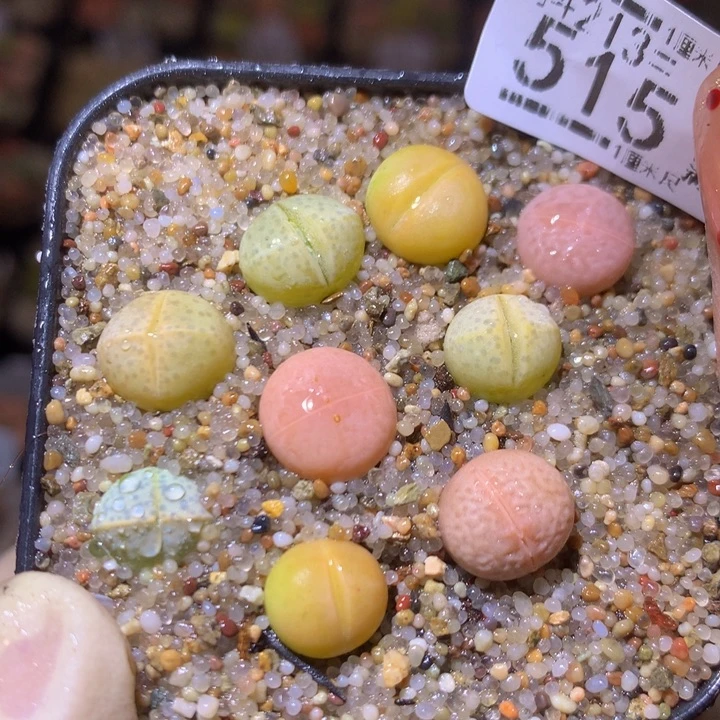 精品生石花213.515