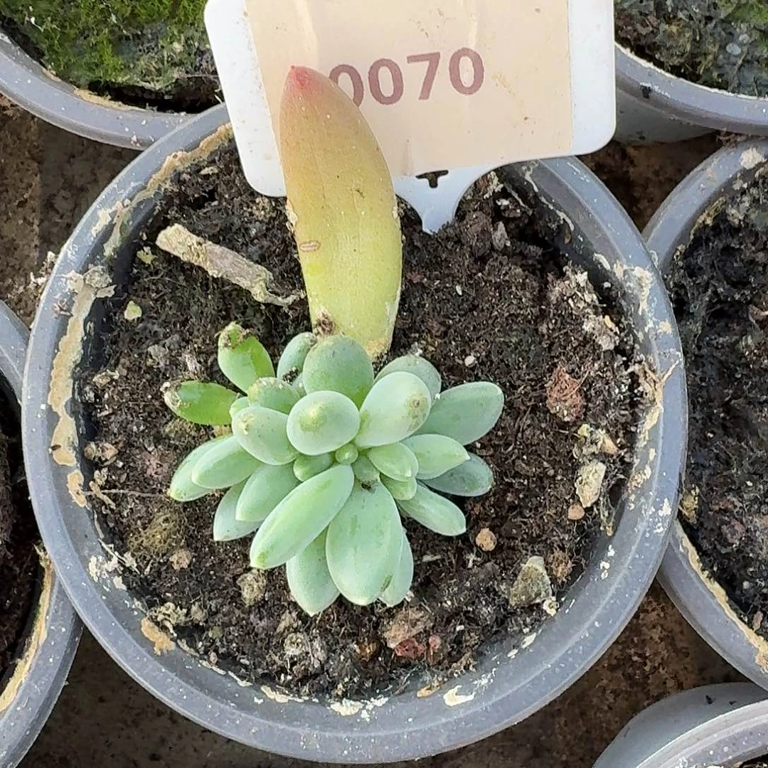 荧光棒1234567891011213
