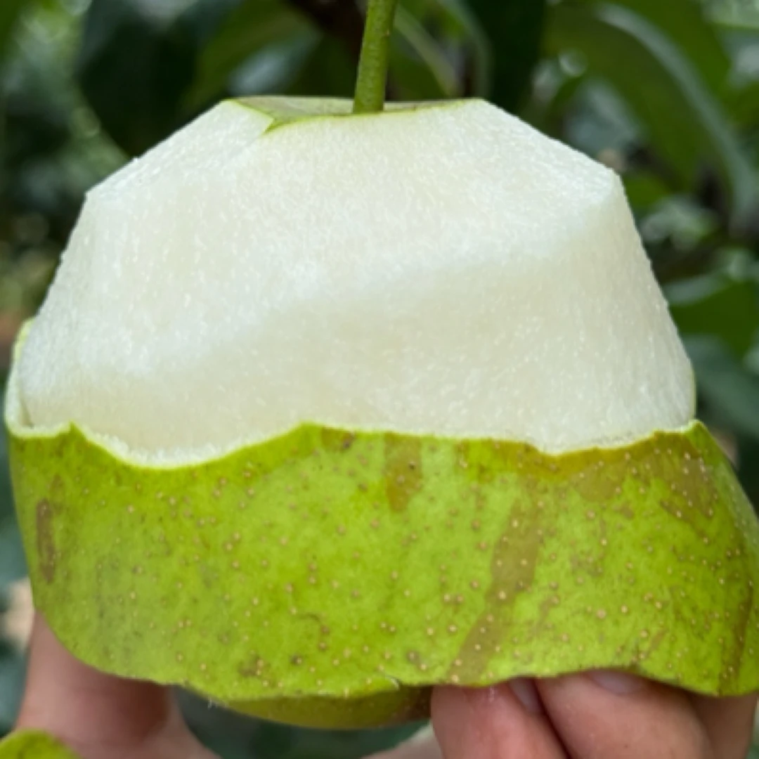 翠冠梨  青皮梨 花皮 很丑 顺丰快递