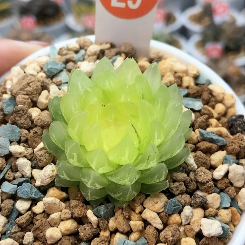 【闪购商品】冰晶29