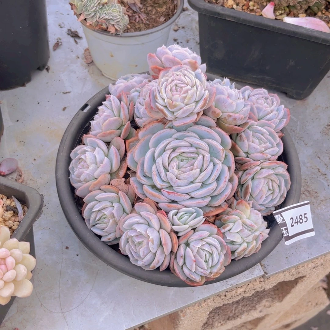 西娜多肉植物2485