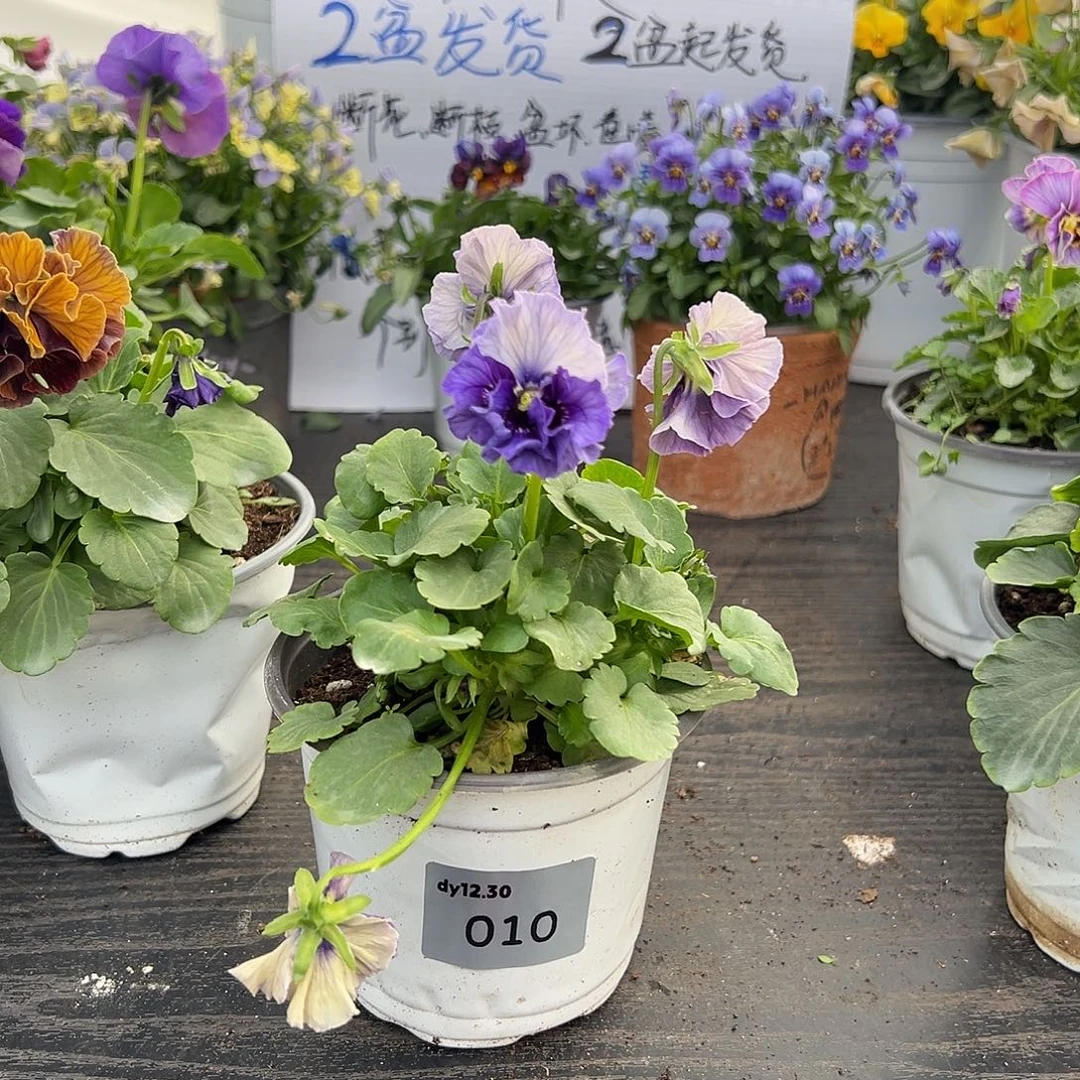 当前无花朵，栽培后可花朵010号