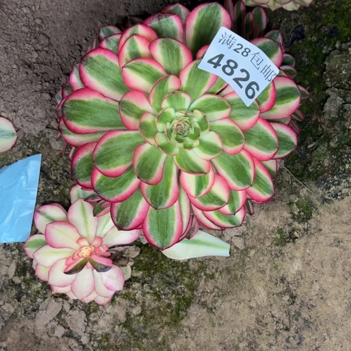 4826南荔枝多肉植物