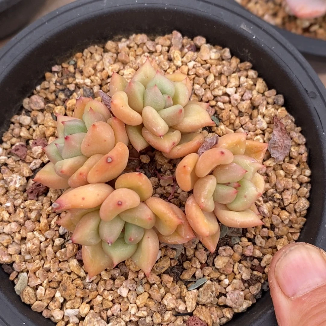 精品多肉一物一拍不包整107