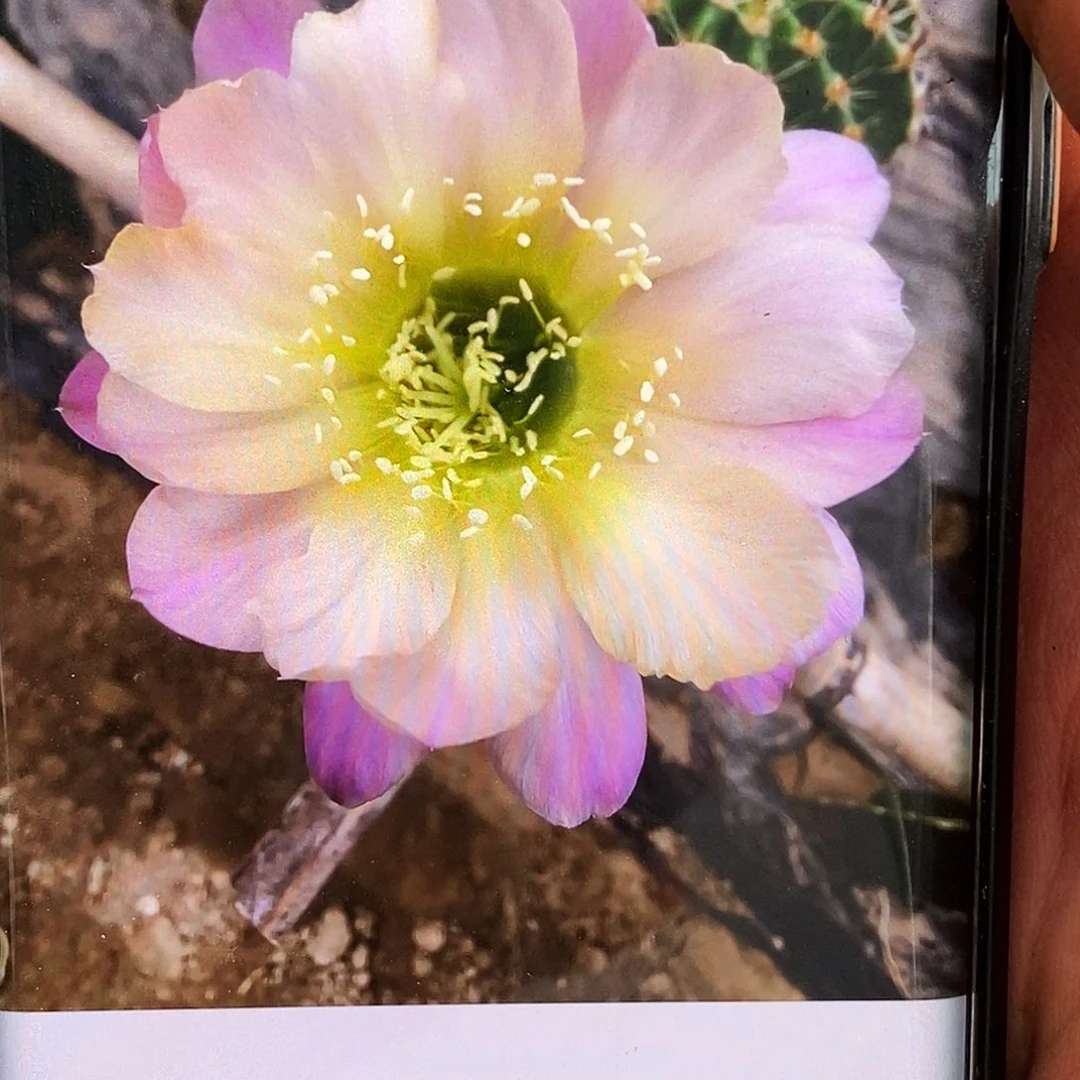 彩水蜜桃侧芽歪20包邮/5公分