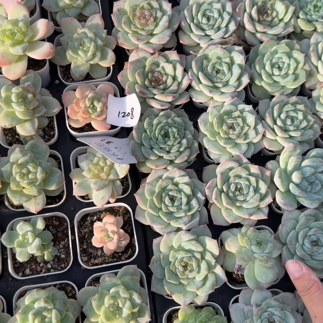 青***梧1208 号2半盘满20包邮