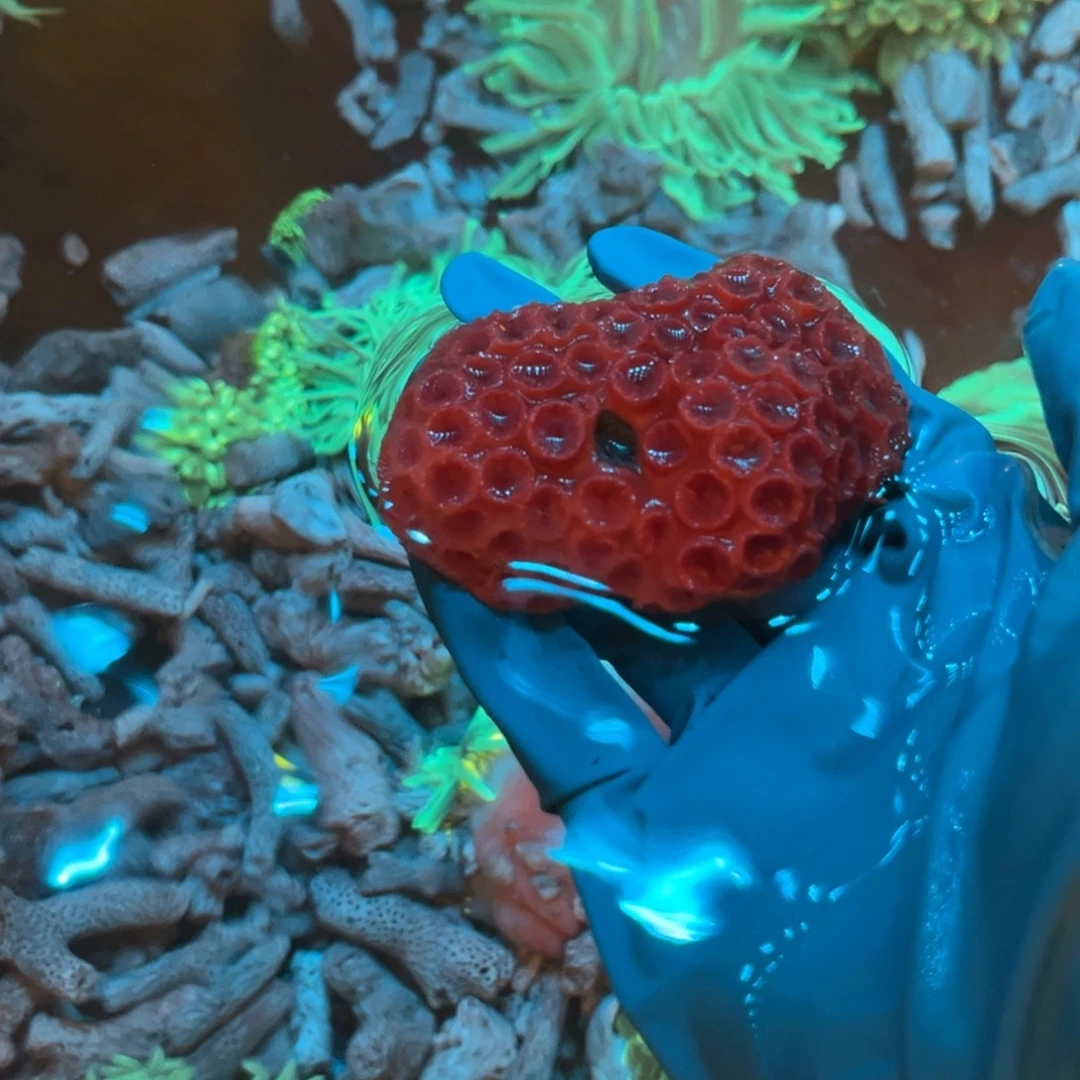 無***奶嘴海葵太阳花1111111