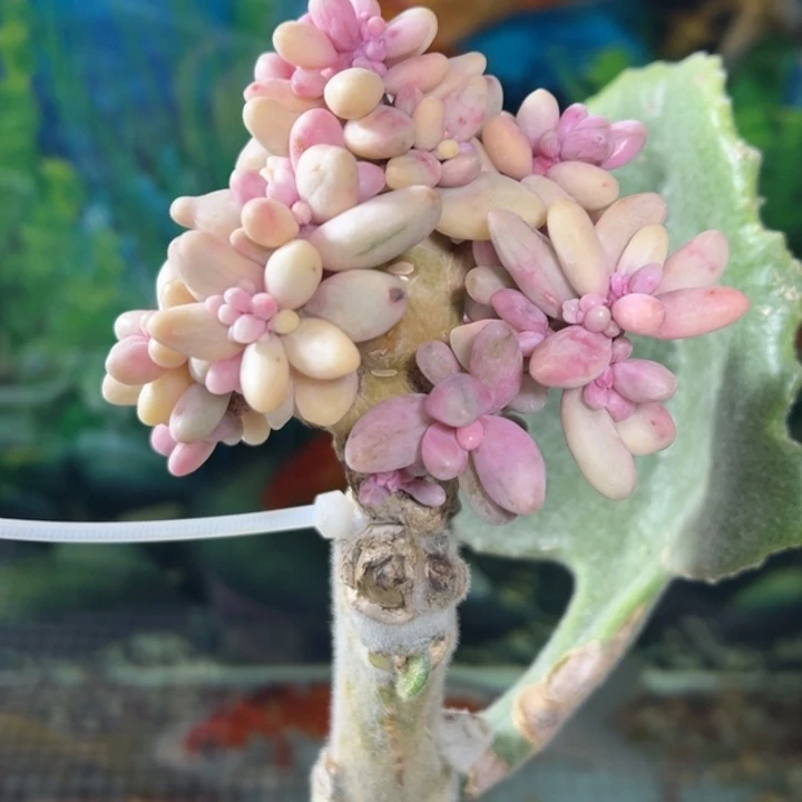 红手指锦多肉植物砍头