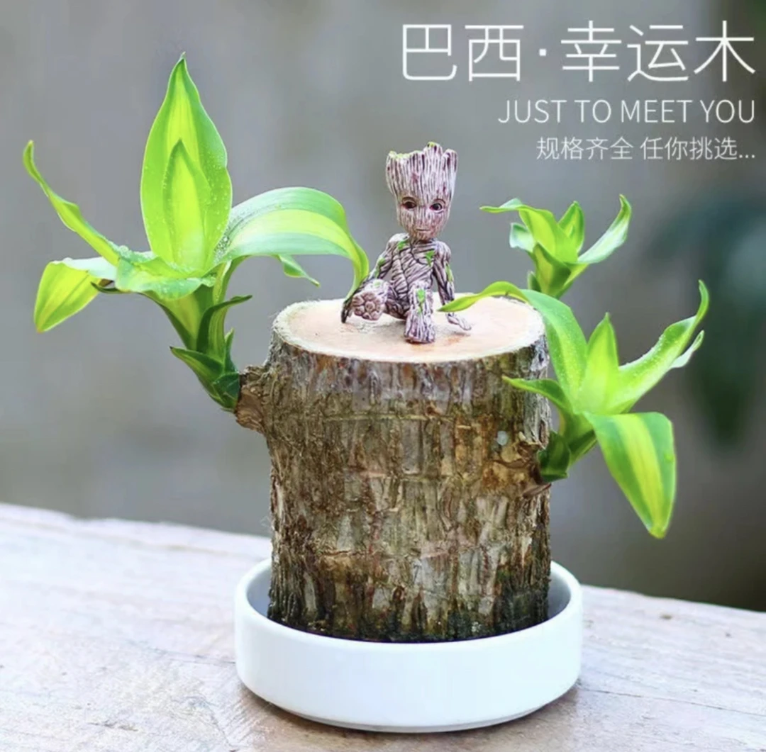 【巴西木幸运木】水培植物寓意好运遇水就活办公桌面摆件