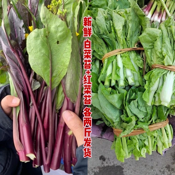 【红菜苔+白菜苔】湘西农家自种红菜苔白菜苔 新鲜蔬菜 现摘现发