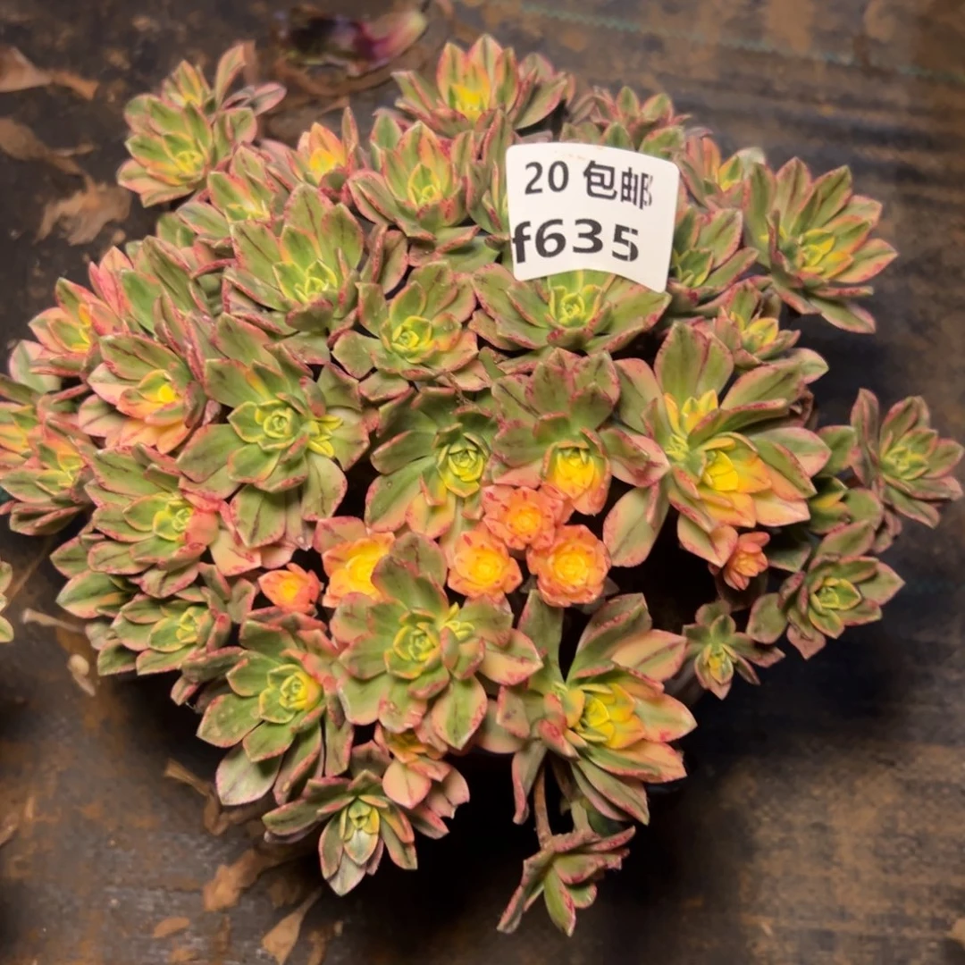 635甜茶满20包邮嘟叮熊