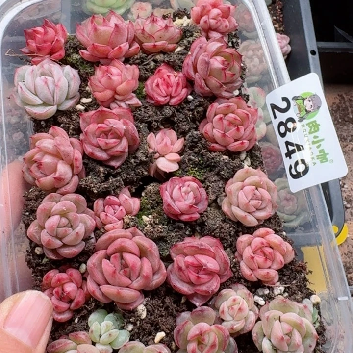 多肉植物多肉植物