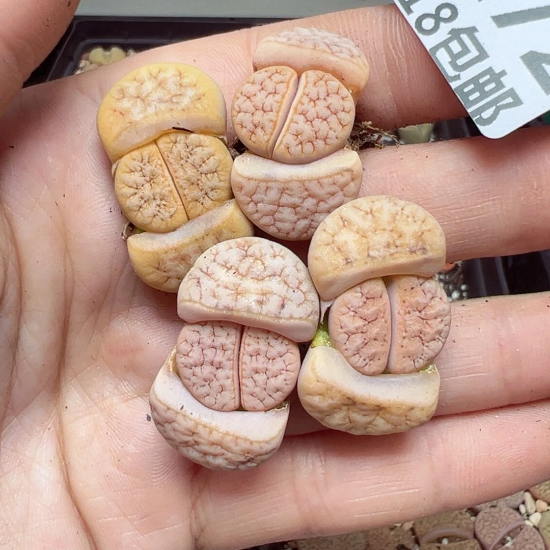 【闪购商品】1172……