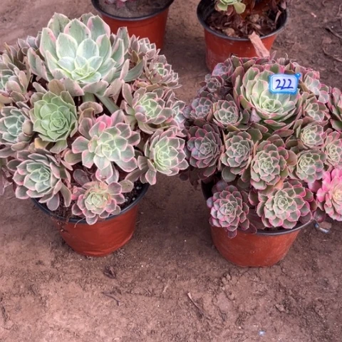 222多肉植物组合,