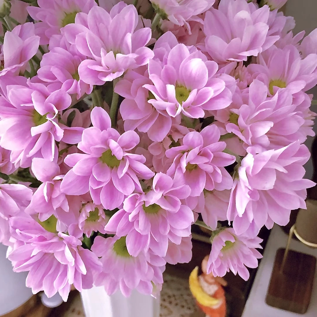 【粉色小雏菊10支】