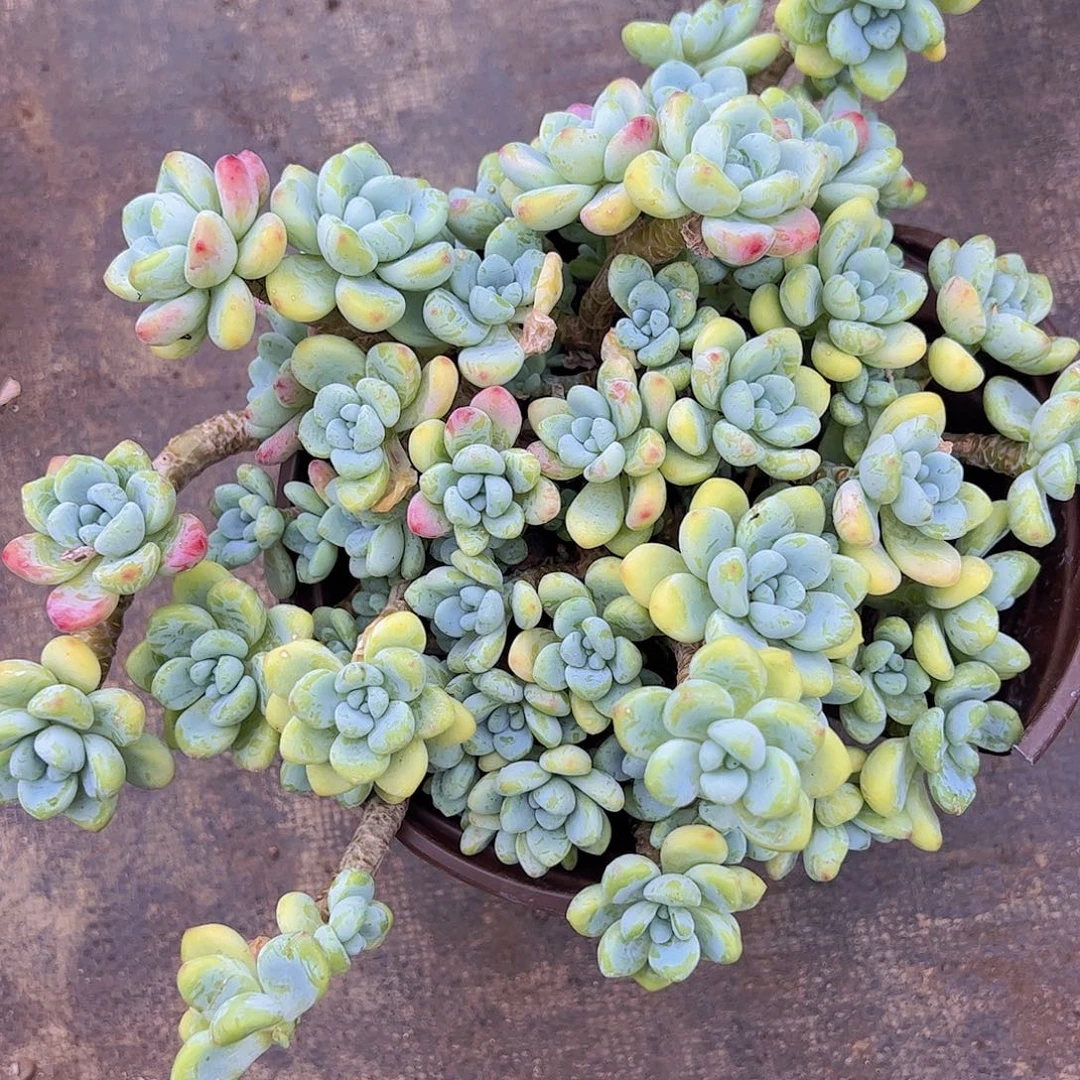 香香劳尔多头群生老桩