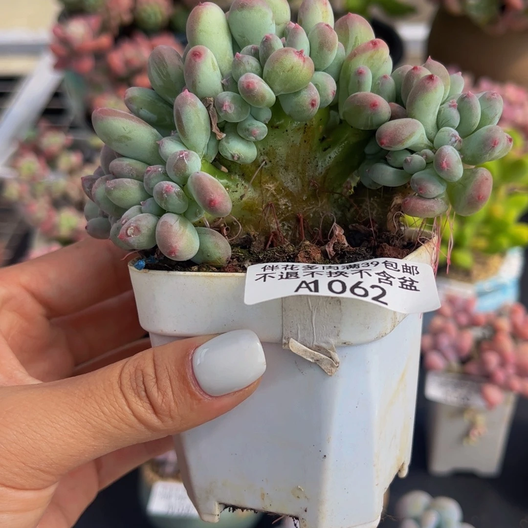 062-苹果奶多肉7cm