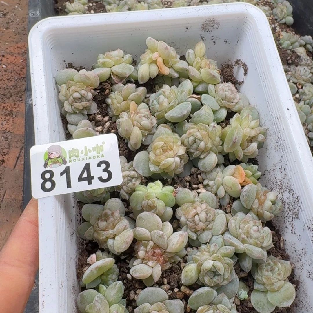 大***妮多肉植物多肉植物