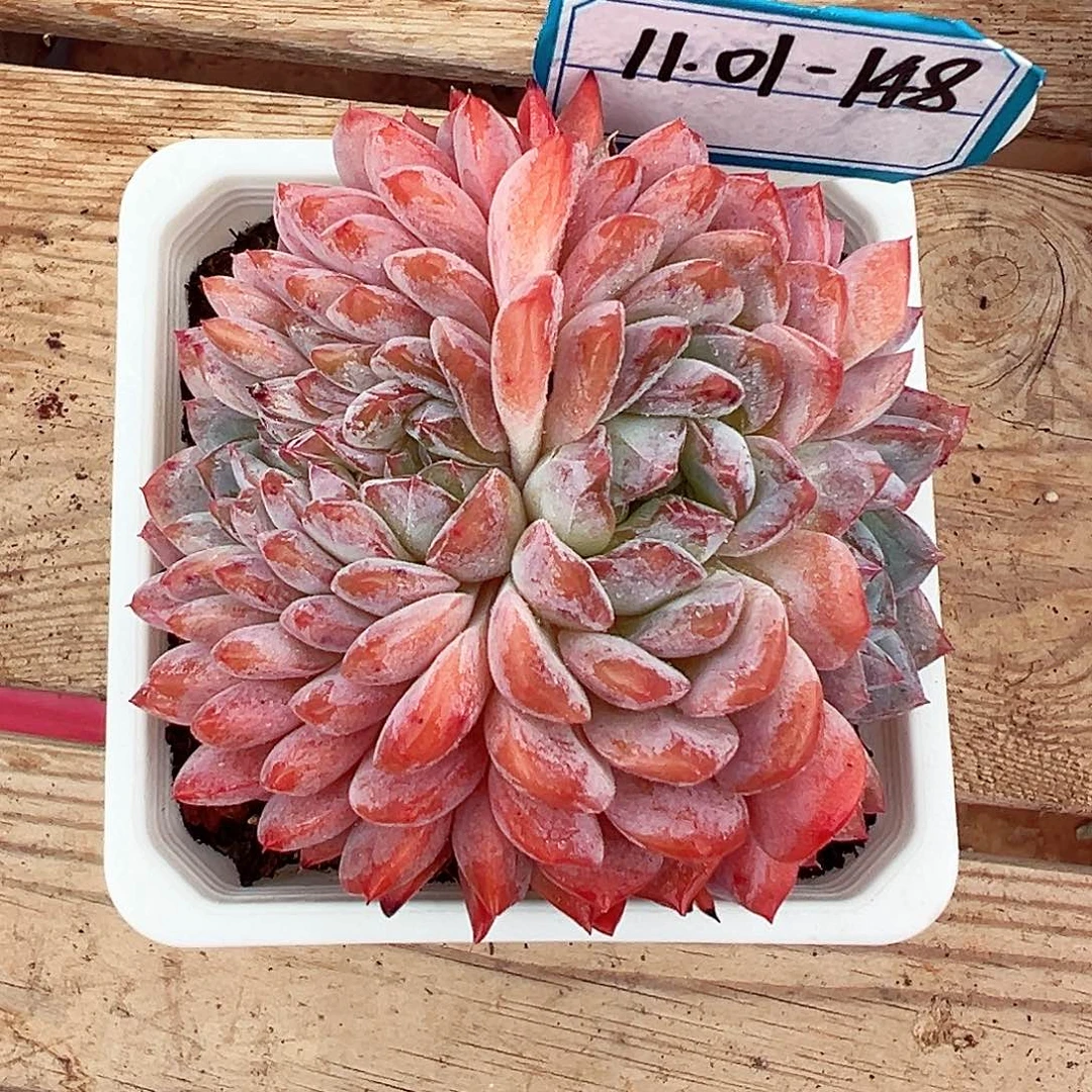 1101-148糯心冰魄缀化