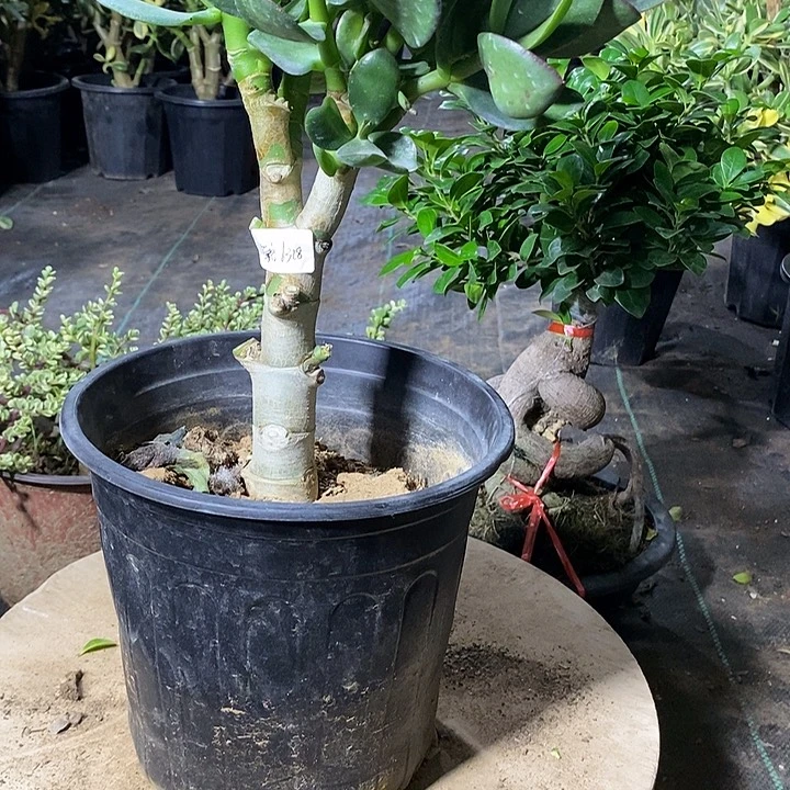 璐29玉树一物一拍