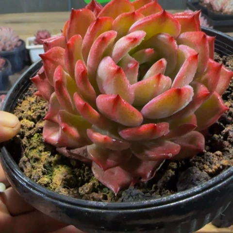 组合套餐编号2号