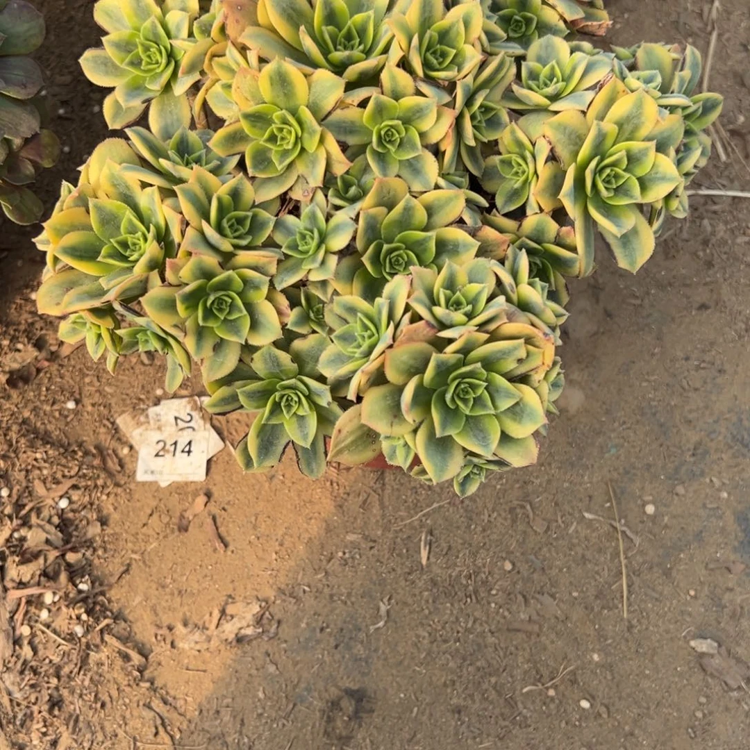 L***叶775星爆多肉植物法师