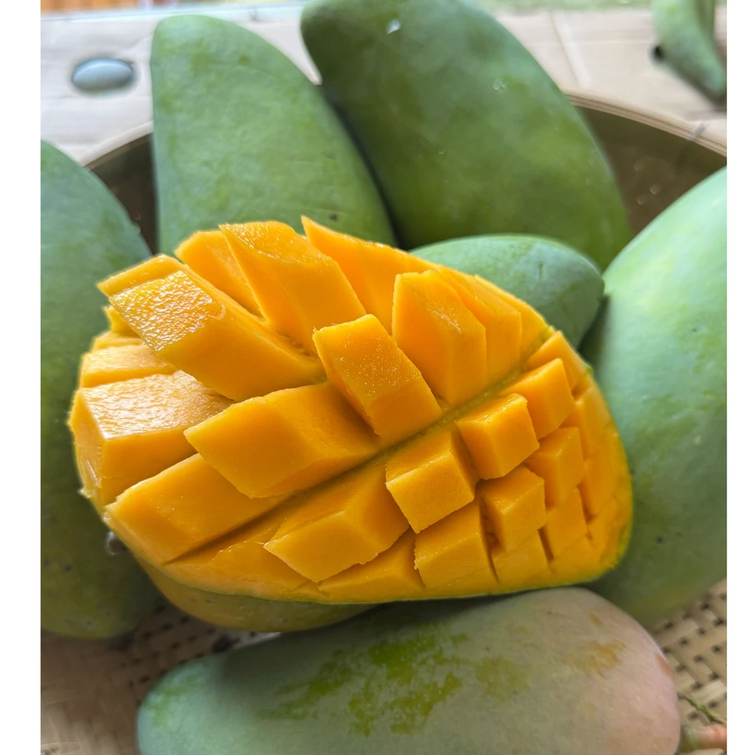 【食品科学阿祖粉丝福利】广西百色芒果 金煌芒 果农自产自销