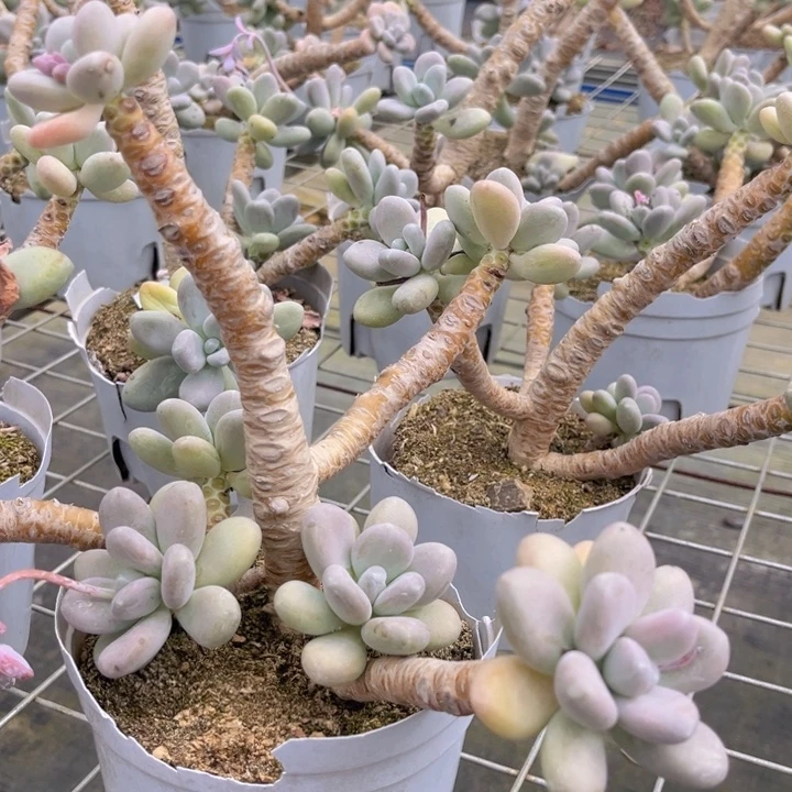 美人蛋奶00000000000000000