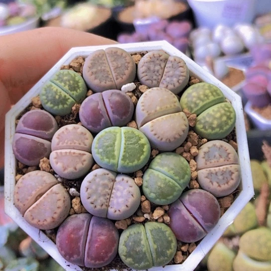 无花朵0536，1.5厘米左右特价